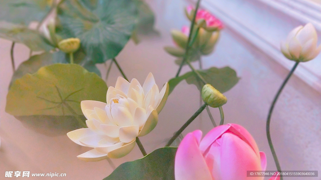 荷花