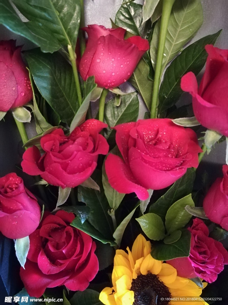 玫瑰花