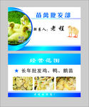 家禽幼苗批发名片