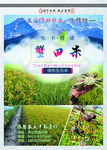 蟹田大米