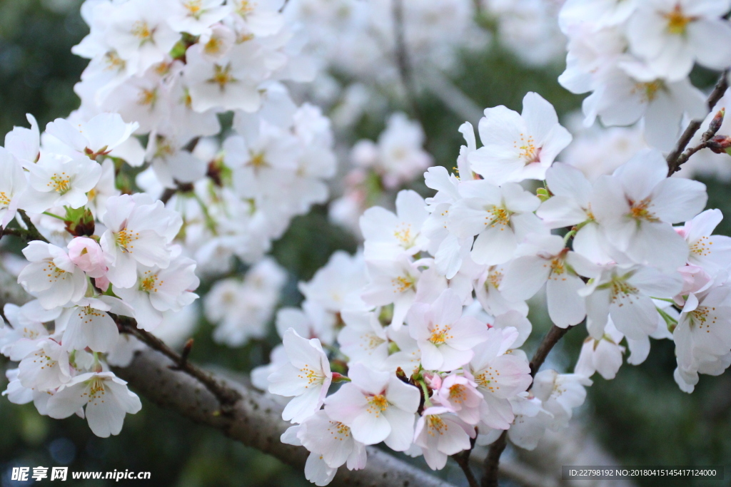 樱花