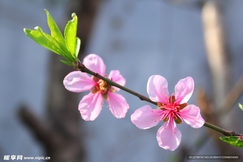 桃花