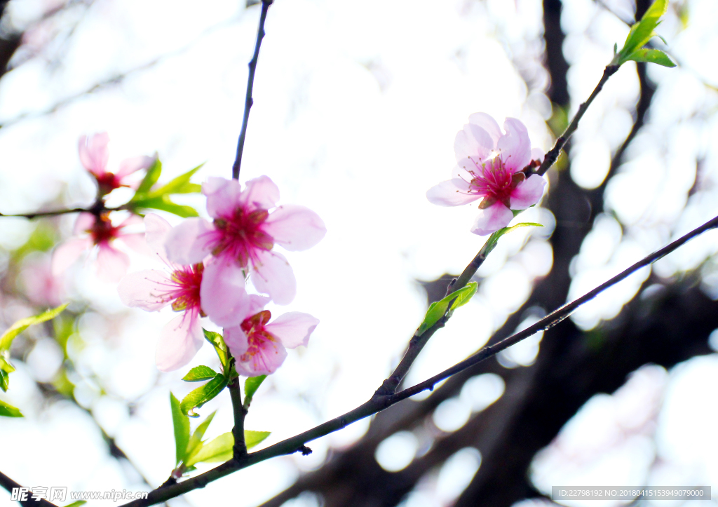 桃花