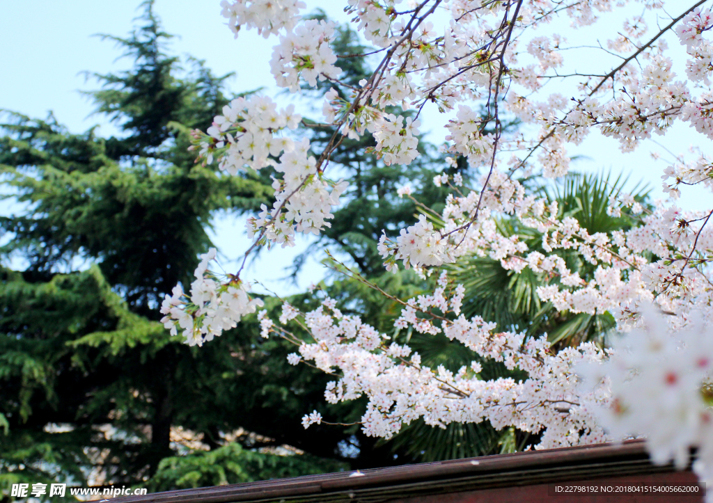 樱花