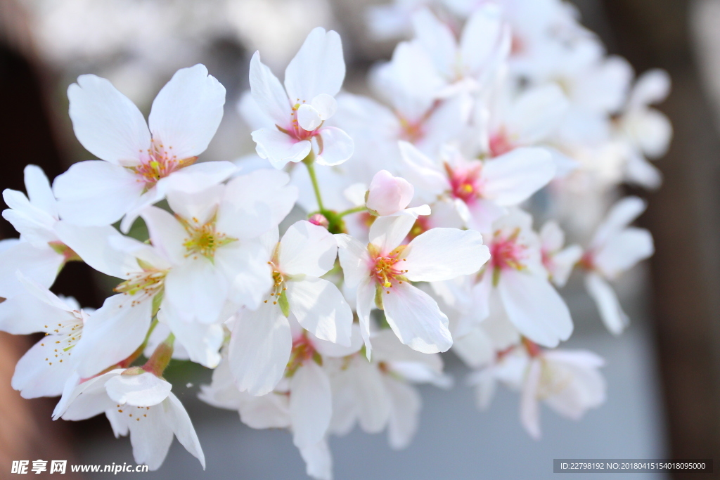 樱花