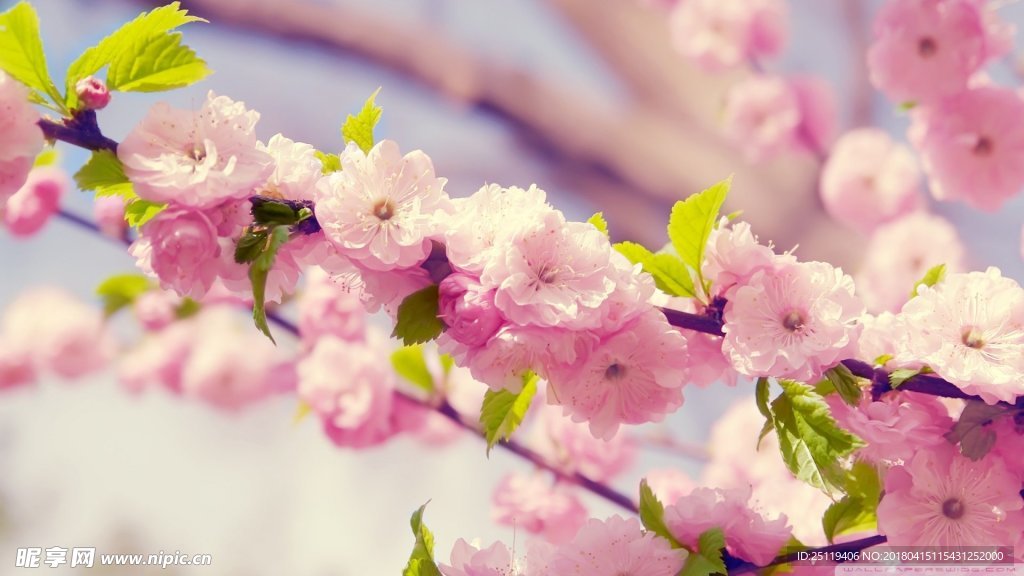 樱花