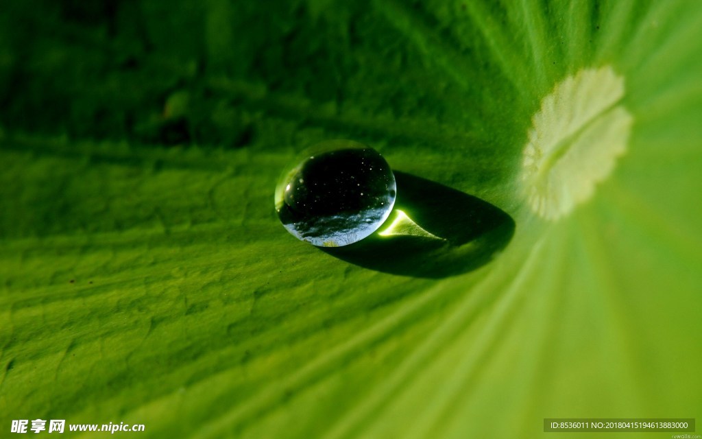 水滴水珠 青草