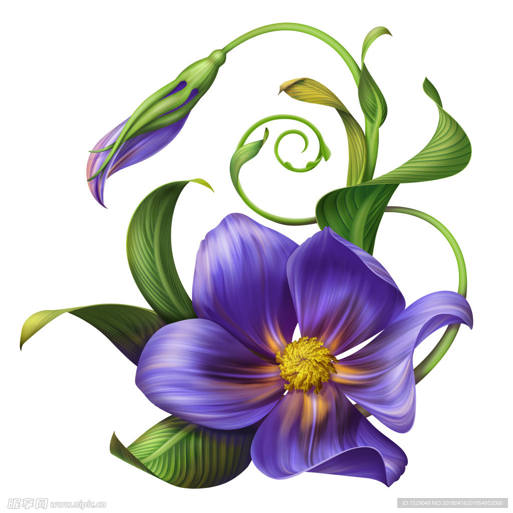 高清花卉图片