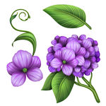 高清花卉图片