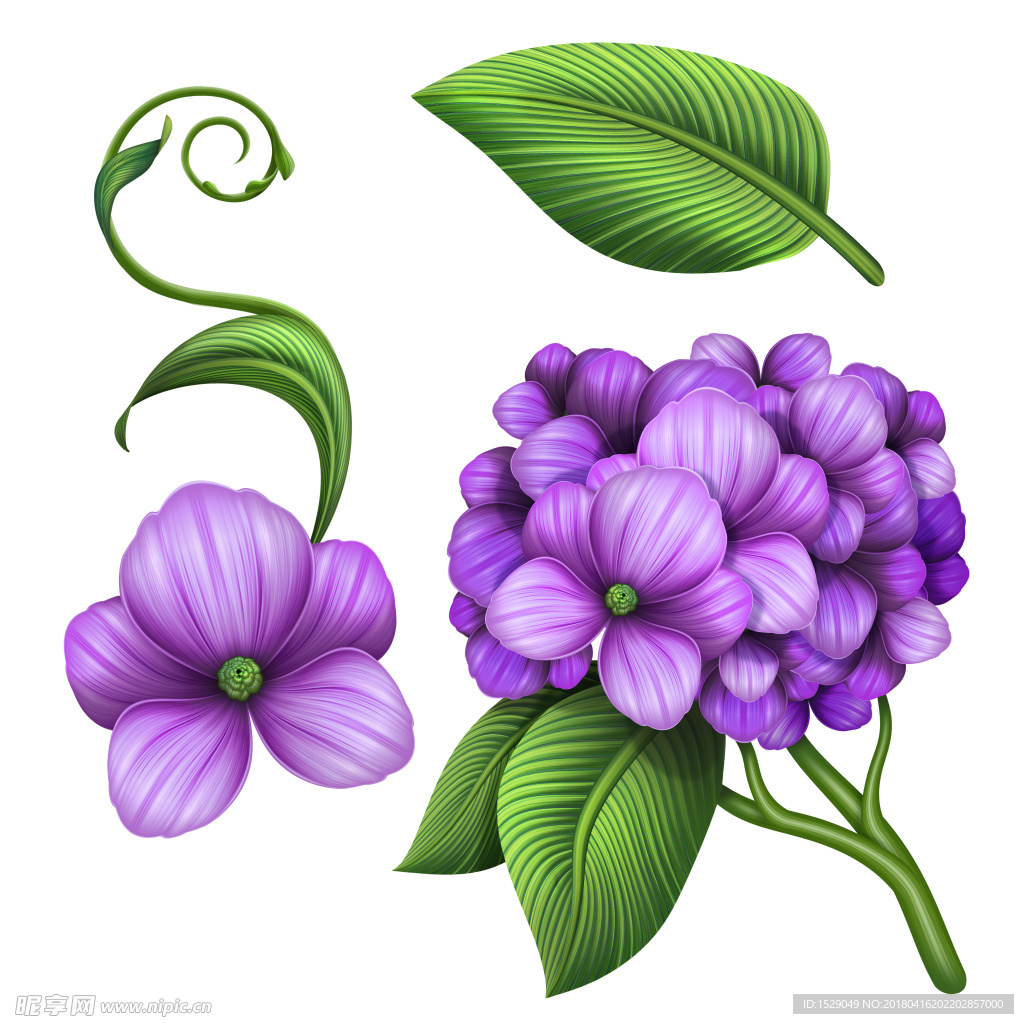 高清花卉图片