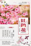 杜鹃花海报