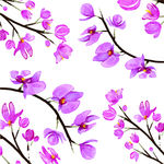樱花桃花花卉