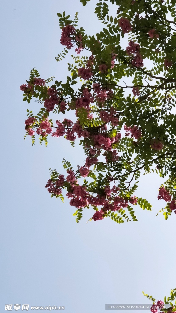 紫色杨槐花