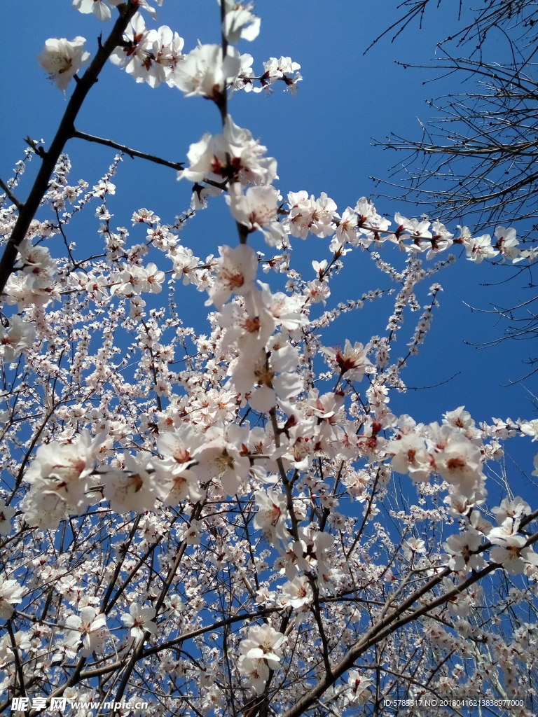 花朵