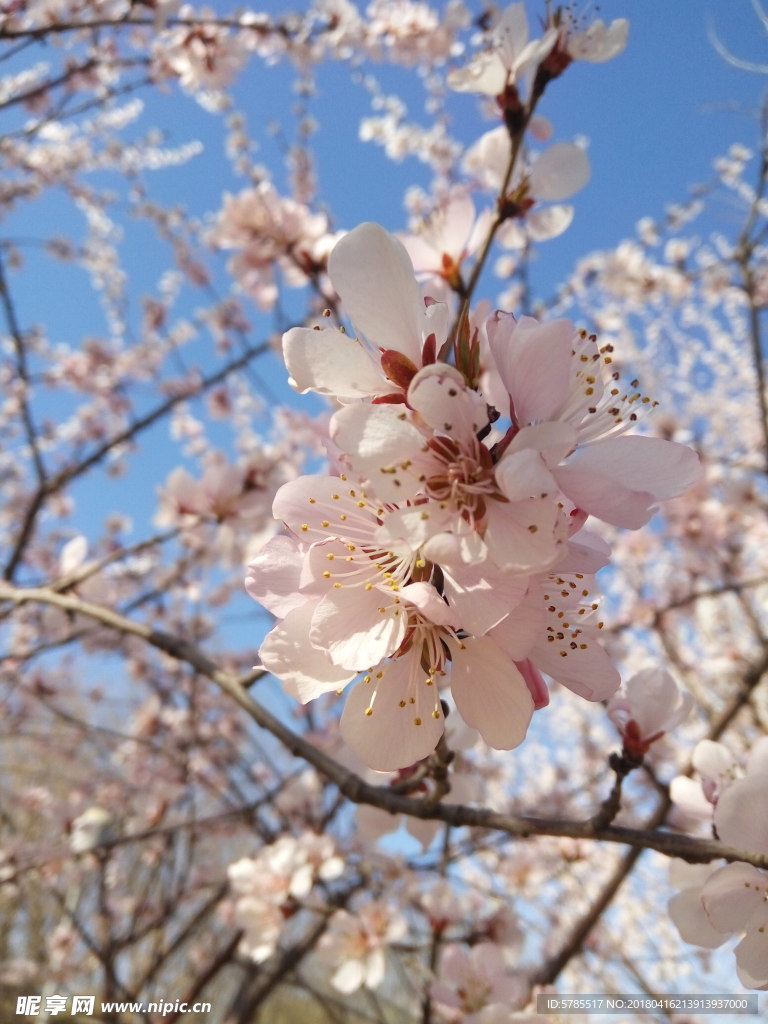 桃花