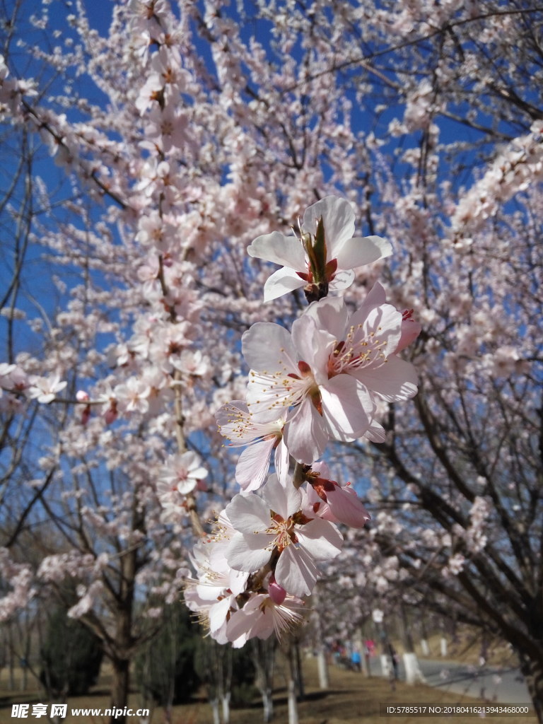 桃花