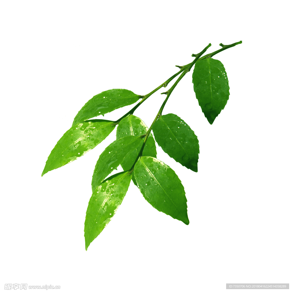 树叶 免抠图 PNG