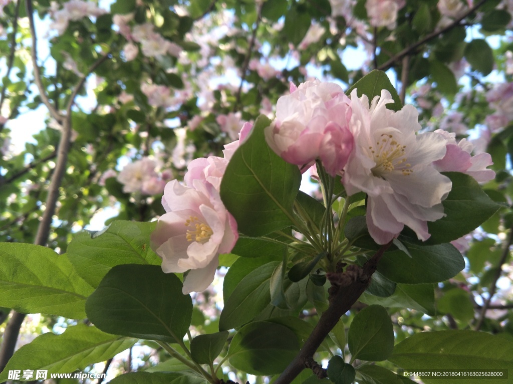 海棠花