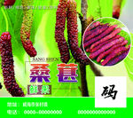 桑葚  长果桑葚