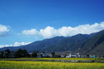 云南大理 苍山 油菜花