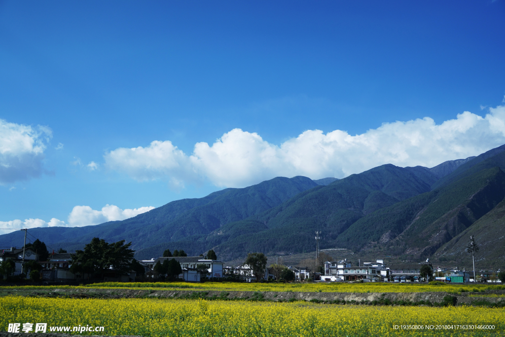 云南大理 苍山 油菜花