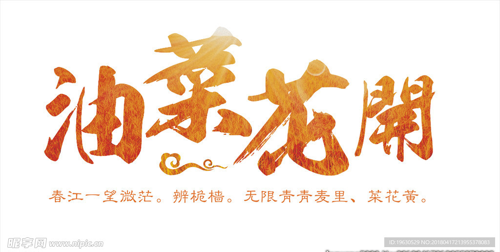 油菜花开