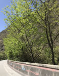 道路