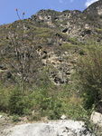 山
