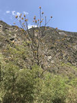 山