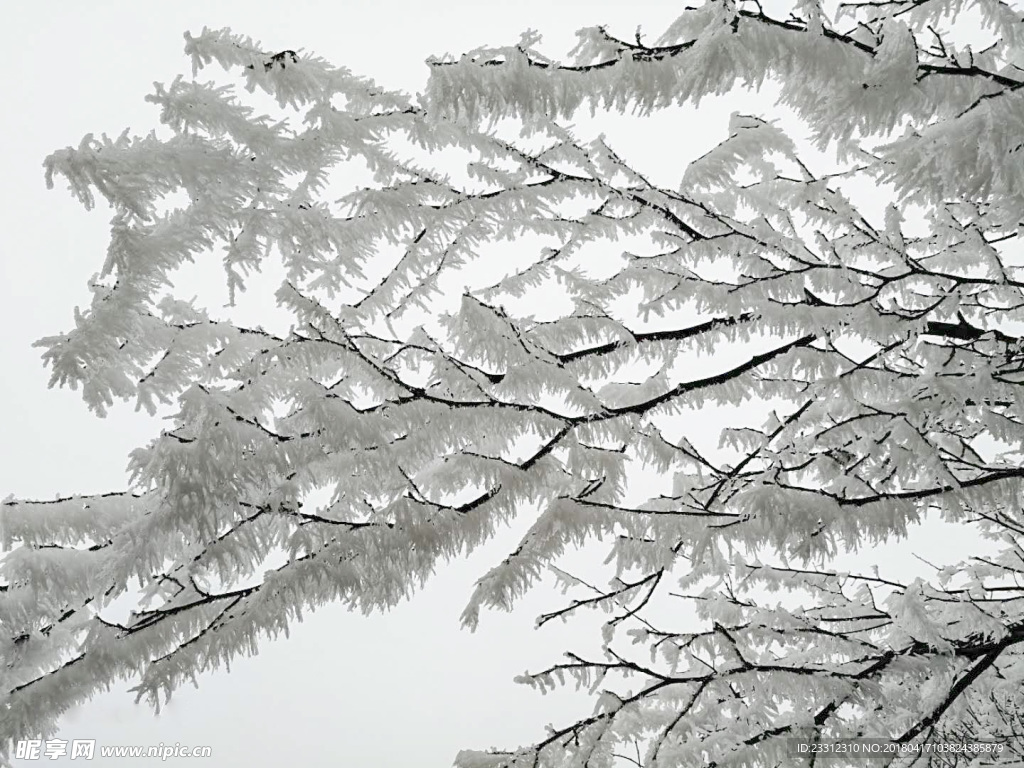 雪中树