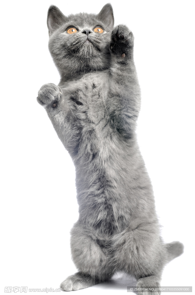 立猫
