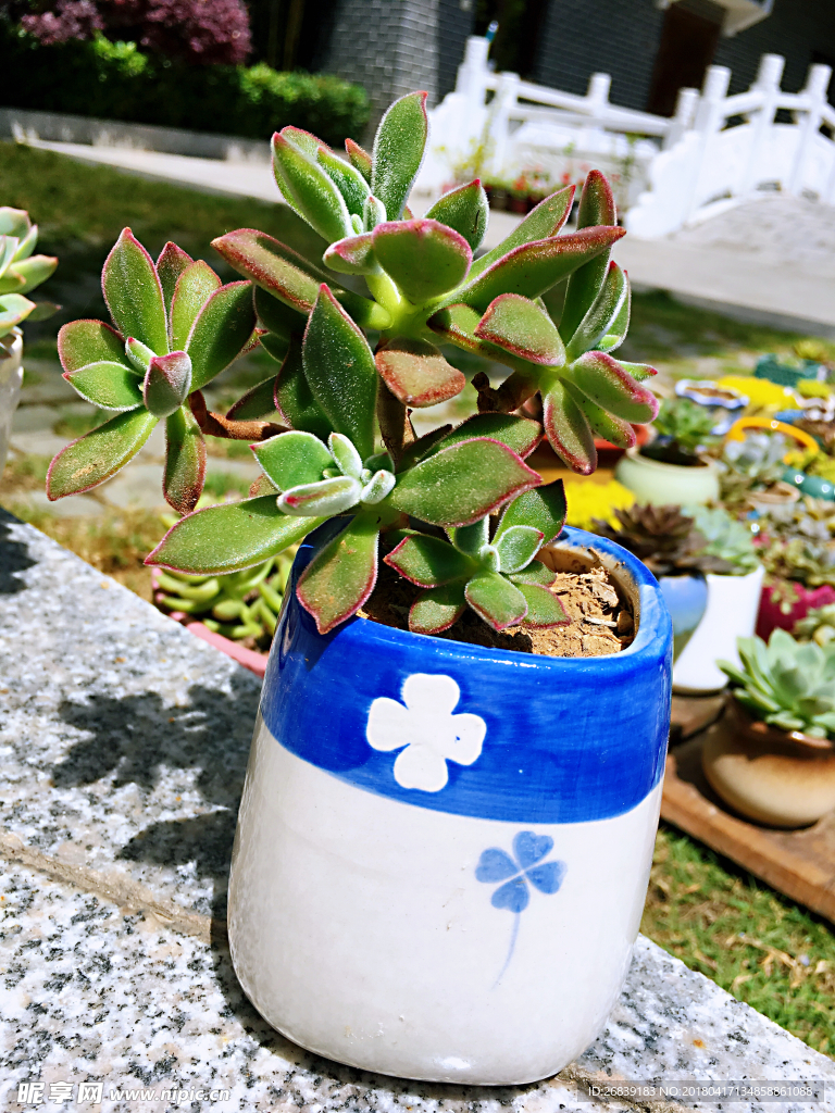 多肉植物