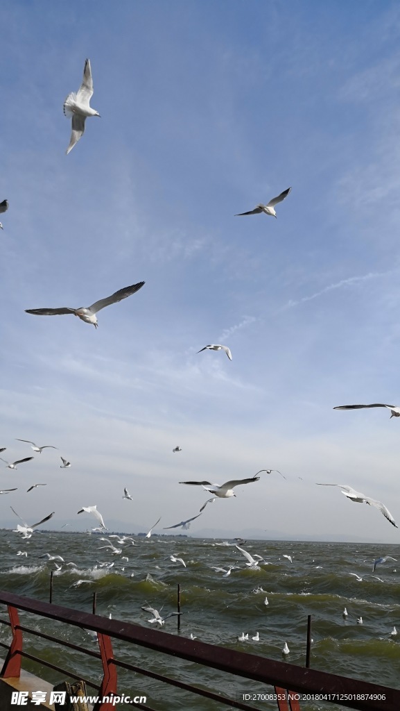 滇池 海鸥 天空 水 蓝色