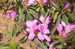 杜鹃花