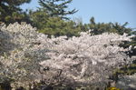 东京樱花
