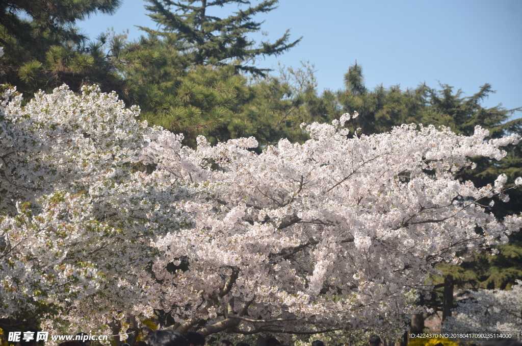 东京樱花