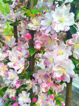 海棠花