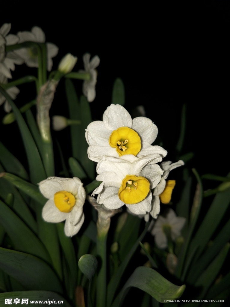 水仙花