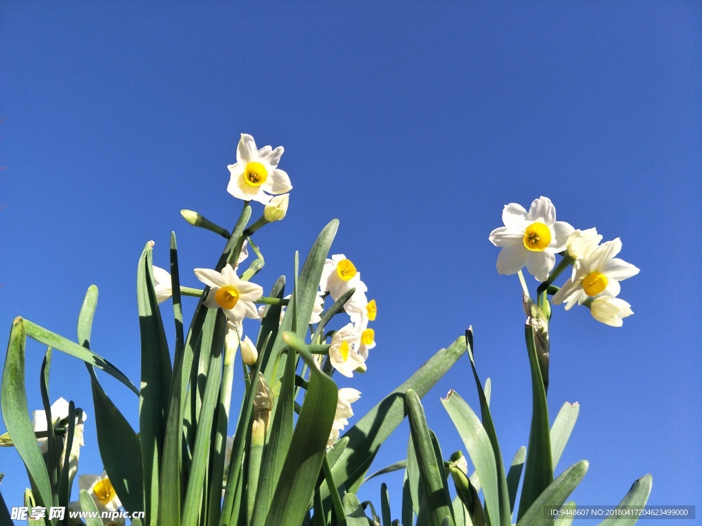 水仙花