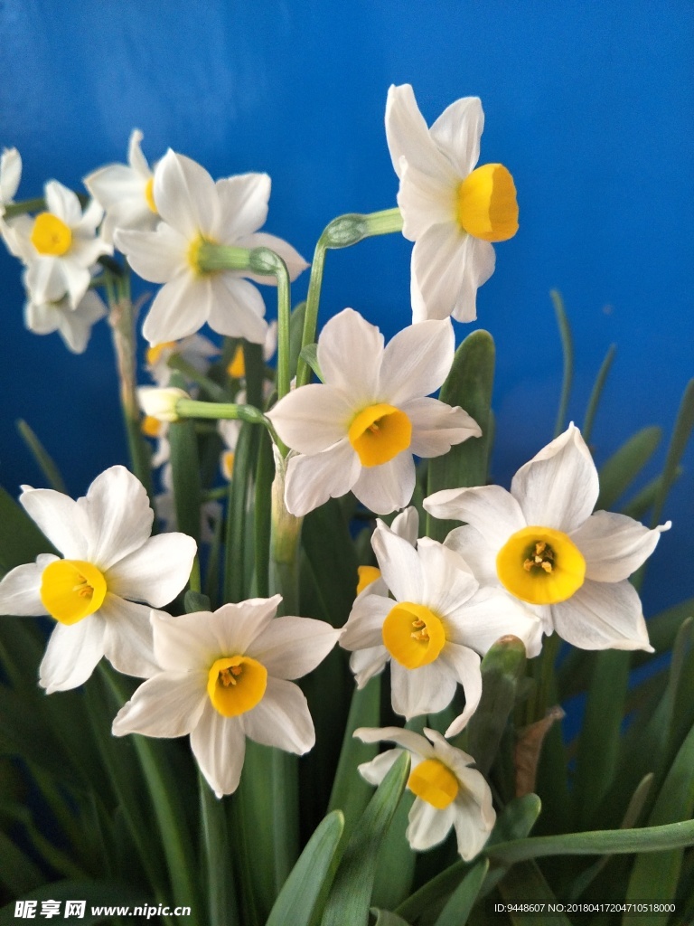 水仙花