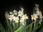 水仙花