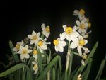 水仙花