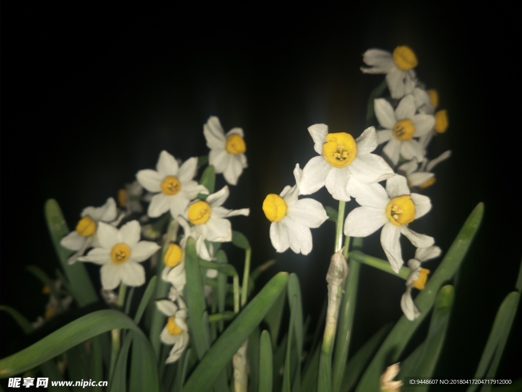 水仙花