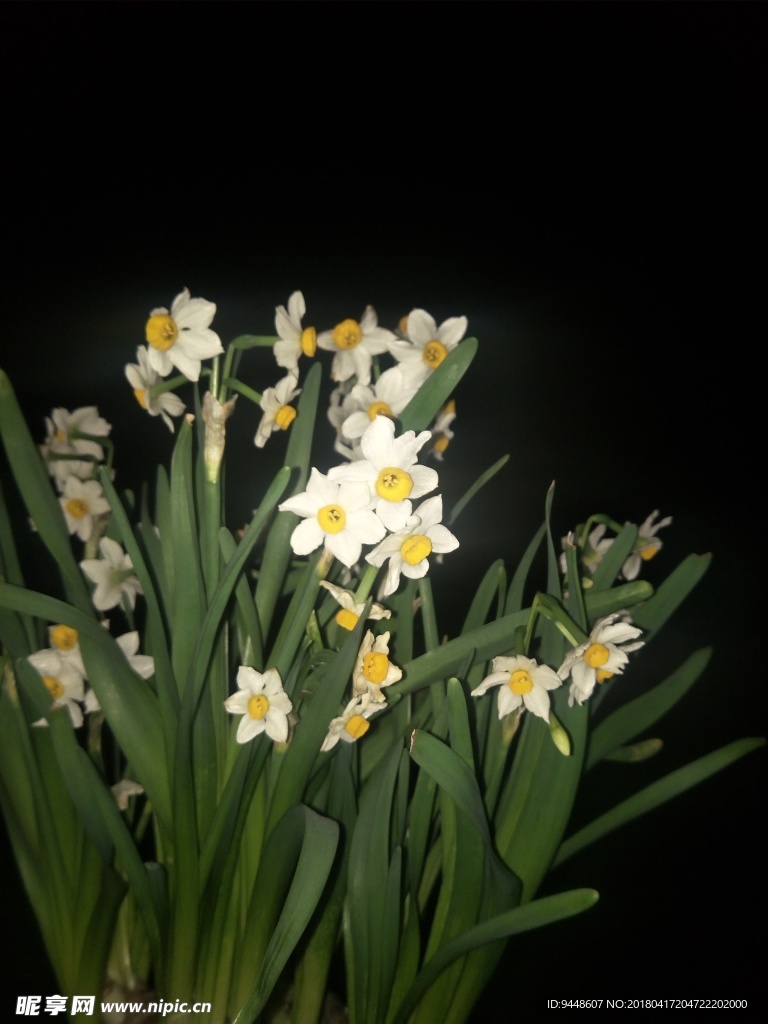 水仙花