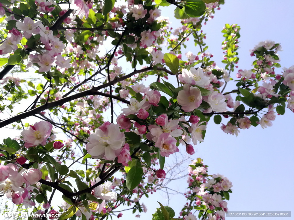 海棠花