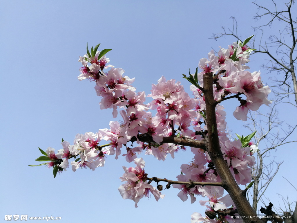 桃花