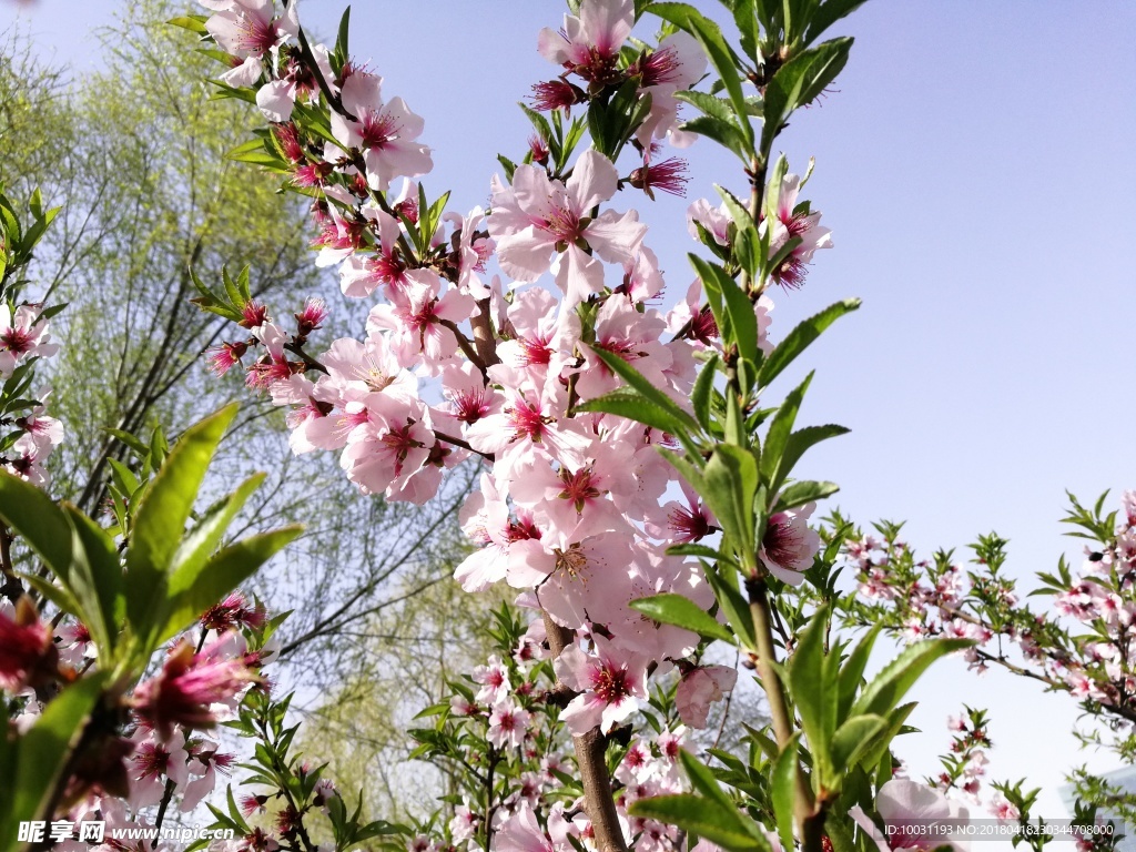桃花