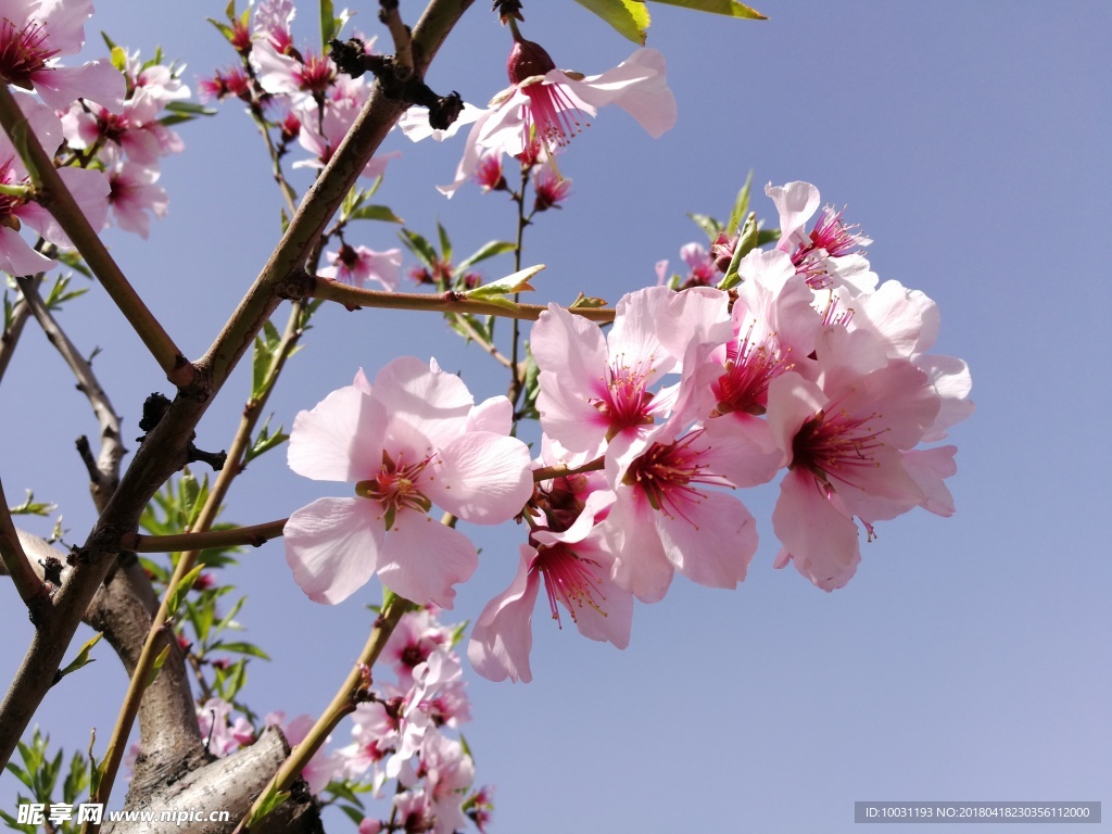 桃花