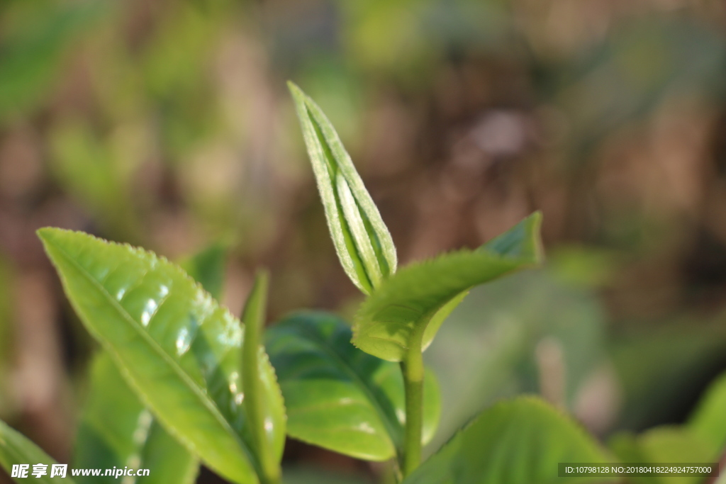 阳光下的茶芽