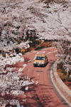 浪漫樱花公路 一路繁花